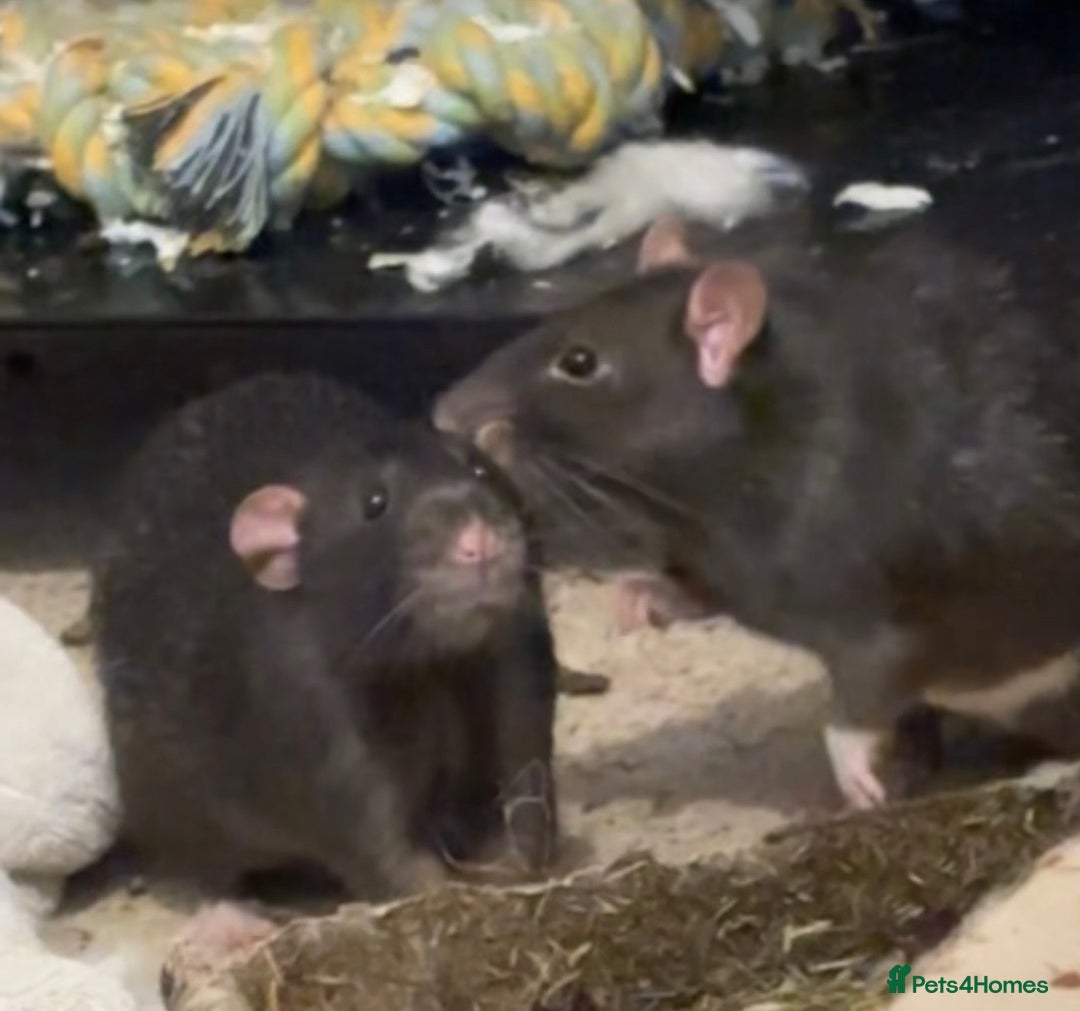 Rat rodents for sale: 2 Pet rats looking for a new home - Image 3