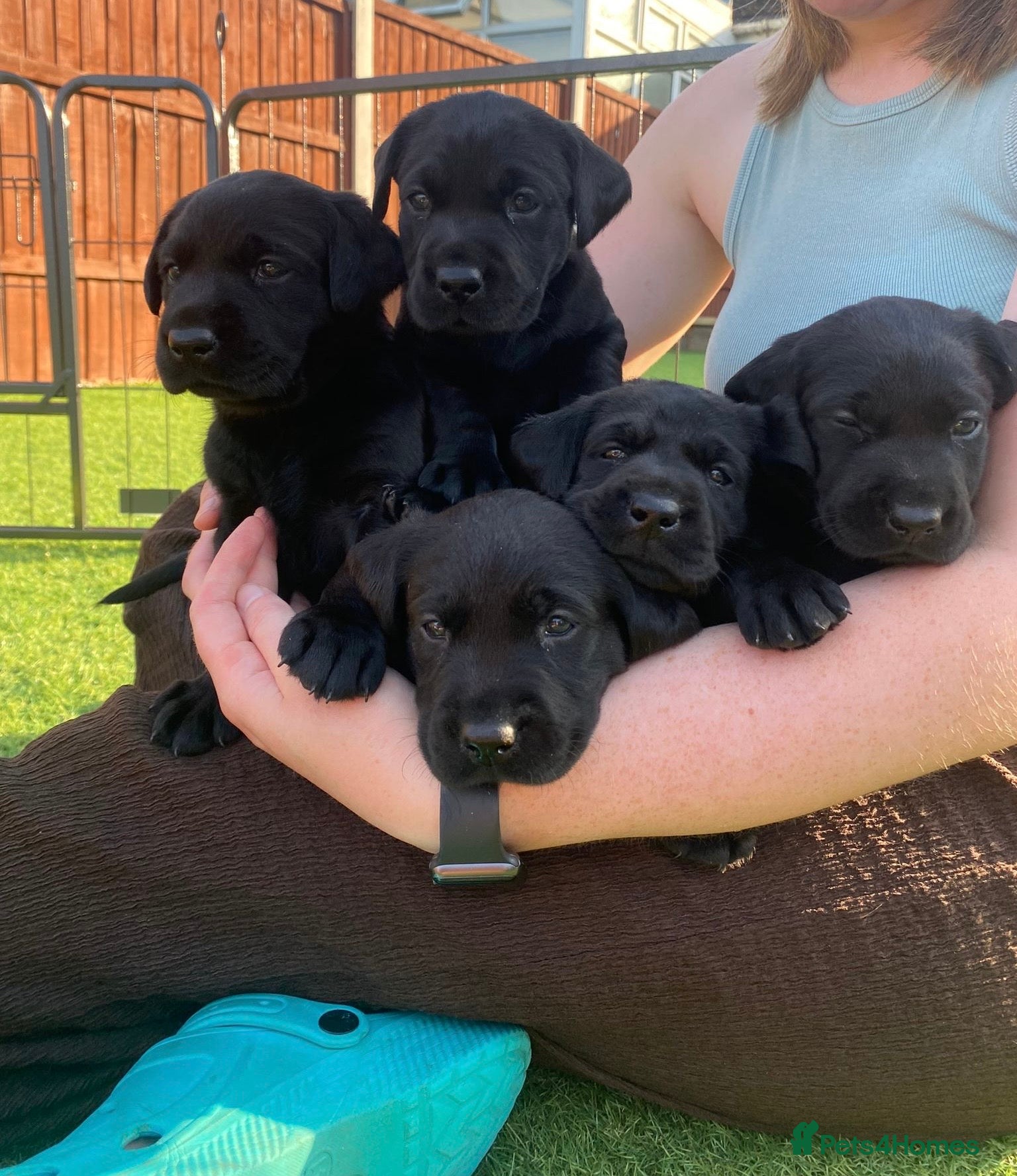 Labrador Retriever dogs Field Trial Champion Sired Black Labrador Puppies. - Advert 2