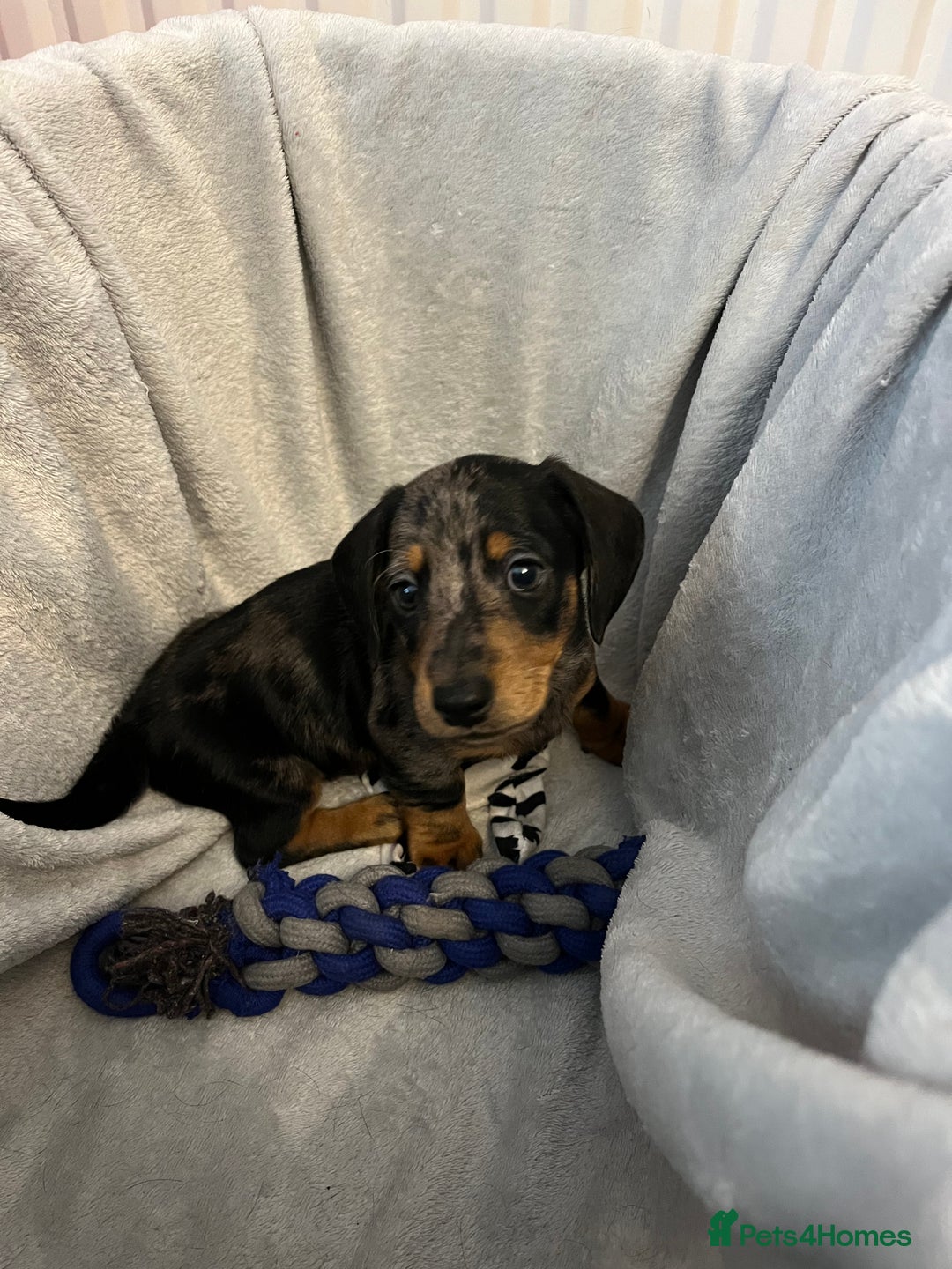 Miniature Dachshund dogs for sale: Stunning miniature dachshund puppies  - Image 18
