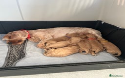 Cockapoo dogs for sale: Gorgeous f2 cockapoo puppies  - Image 6