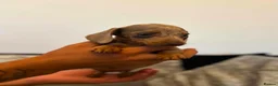 Dachshund dogs for sale: Miniature Dachshund  in Nelson - Advert 4