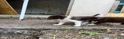 Border Collie dogs for sale: ISDS/KC Border Collie puppies for sale  - Advert 29