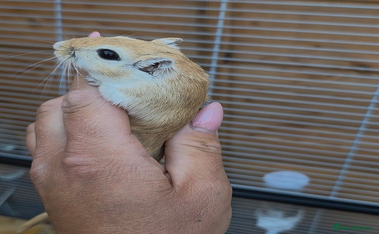 Gerbil rodents - Advert 3