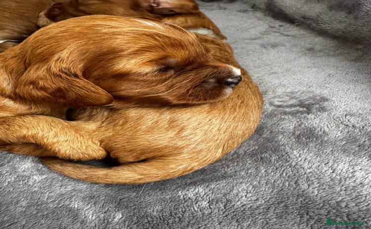 Cavapoo dogs - Advert 7