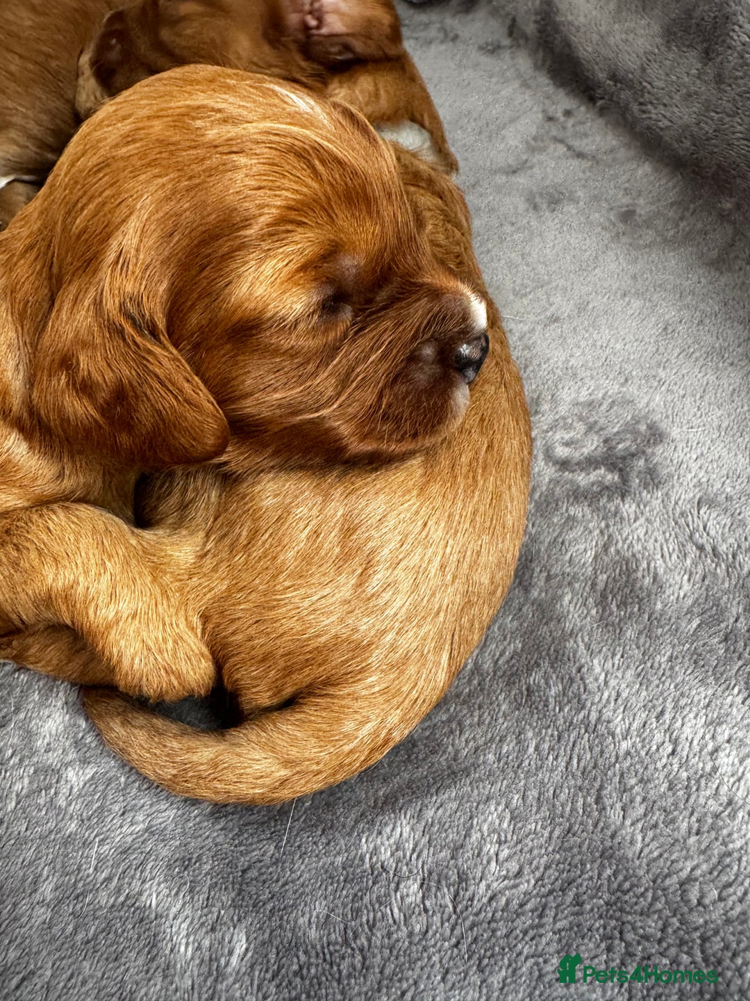Cavapoo dogs for sale: Red Cavapoo Puppies 4 males 1 female Left - Image 13