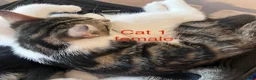 Mixed Breed cats for sale: 6 adorable cute kittens for sale in London - Advert 6
