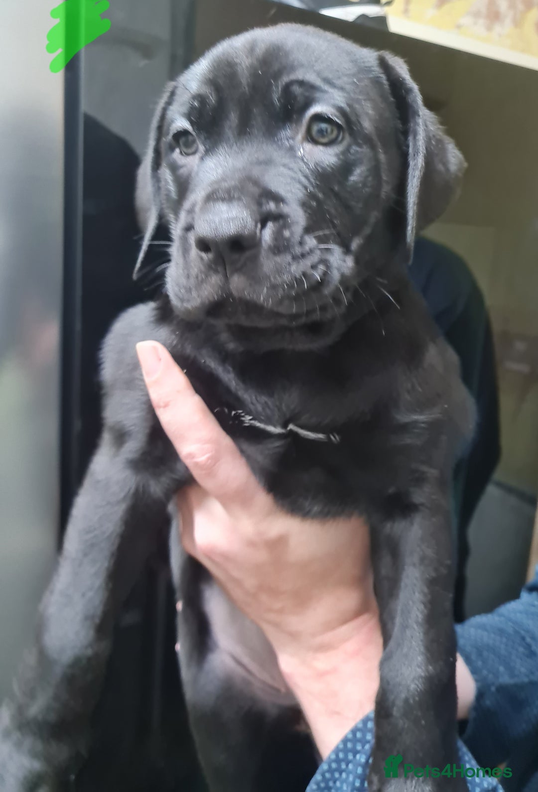 Mixed Breed dogs for sale: Presa canario - Advert 10