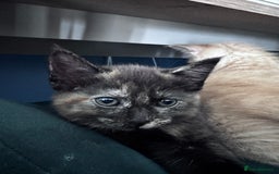 Mixed Breed cats for sale: Two Gorgeous Maine Coon cross Kittens. - Image 11