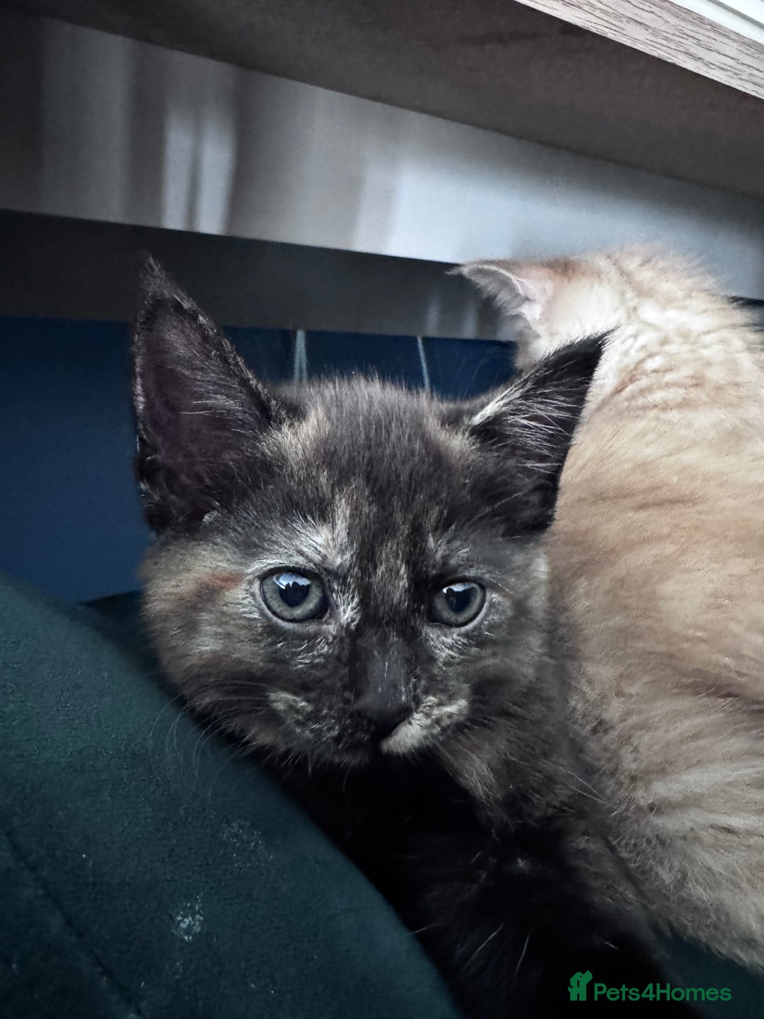 Mixed Breed cats for sale: Two Gorgeous Maine Coon cross Kittens. - Image 11