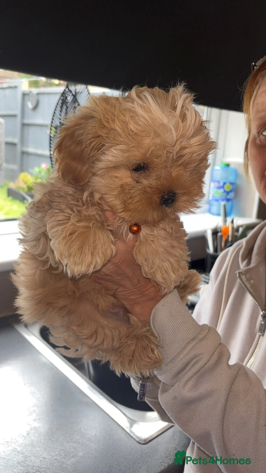 Shorkie dogs for sale: Male shorkie  - Advert 1