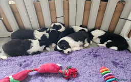 Border Collie dogs for sale: B. C. Puppies black and white kc reg - Advert 1