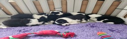 Border Collie dogs for sale: B. C. Puppies black and white kc reg - Advert 1