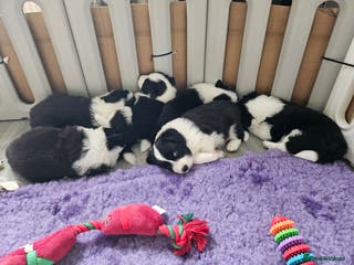 Border Collie dogs B. C. Puppies black and white kc reg - Advert 8