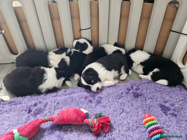 Border Collie dogs B. C. Puppies black and white kc reg - Advert 1