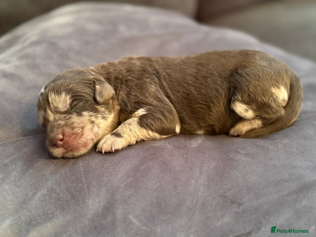 Labradoodle dogs for sale:  Rare Merle Labradoodle Puppies ready 25/10/25 - Image 20