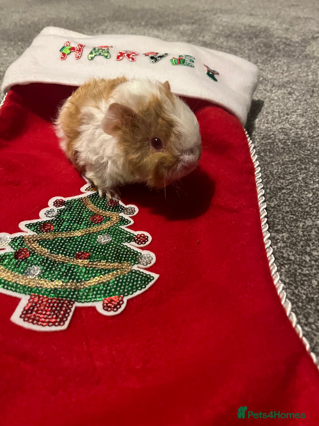 Guinea Pig rodents for sale: Boar guinea pigs looking for homes  - Advert 4