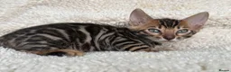 Bengal cats for sale: Bengal Kittens Looking for Loving Homes 🐾  - Advert 35