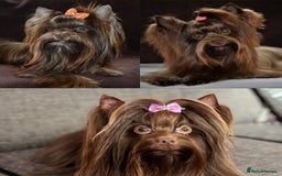 Yorkshire Terrier dogs for sale: Chocolate Yorkshire Terrier  - Image 19