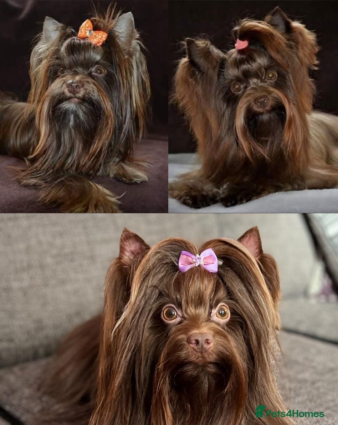Yorkshire Terrier dogs for sale: Chocolate Yorkshire Terrier  - Image 19