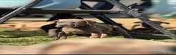 Neapolitan Mastiff dogs for sale:  5LEFT Neapolitan Mastiff x Cane Corso  - Advert 12