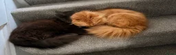 British Longhair cats for sale: Super fluffy foodie girl - Advert 10