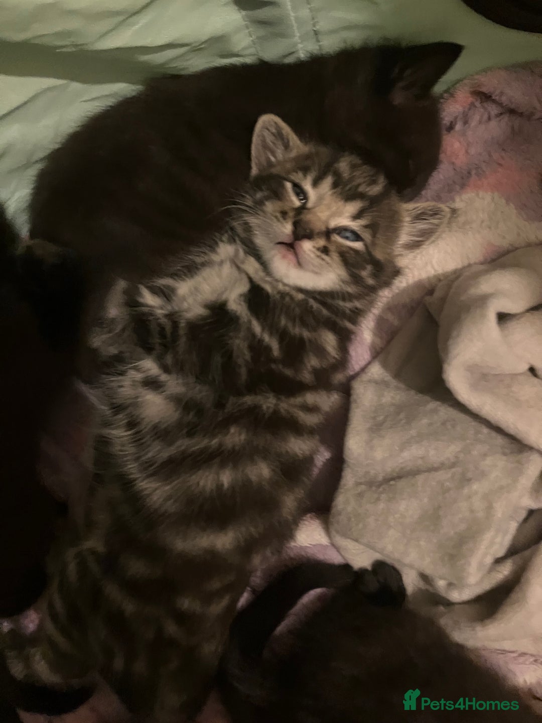 Mixed Breed cats for sale: Bombay Kittens  - Image 3