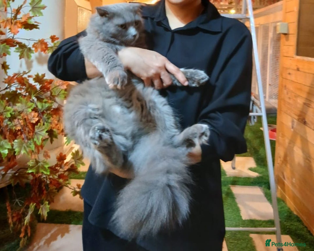 Mixed Breed cats for adoption: RAMADI MIX SCOTTISH FOLD BOY NEUTERED  - Image 1