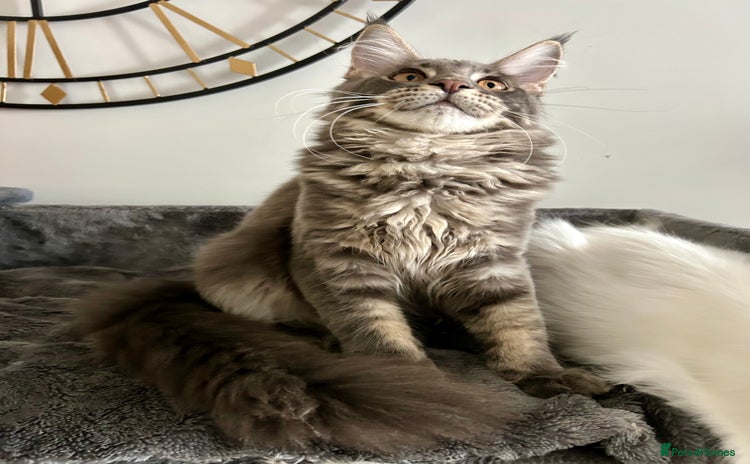 Maine Coon cats - Advert 4