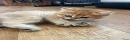 British Longhair cats for sale: Registered British longhair kittens - Advert 4