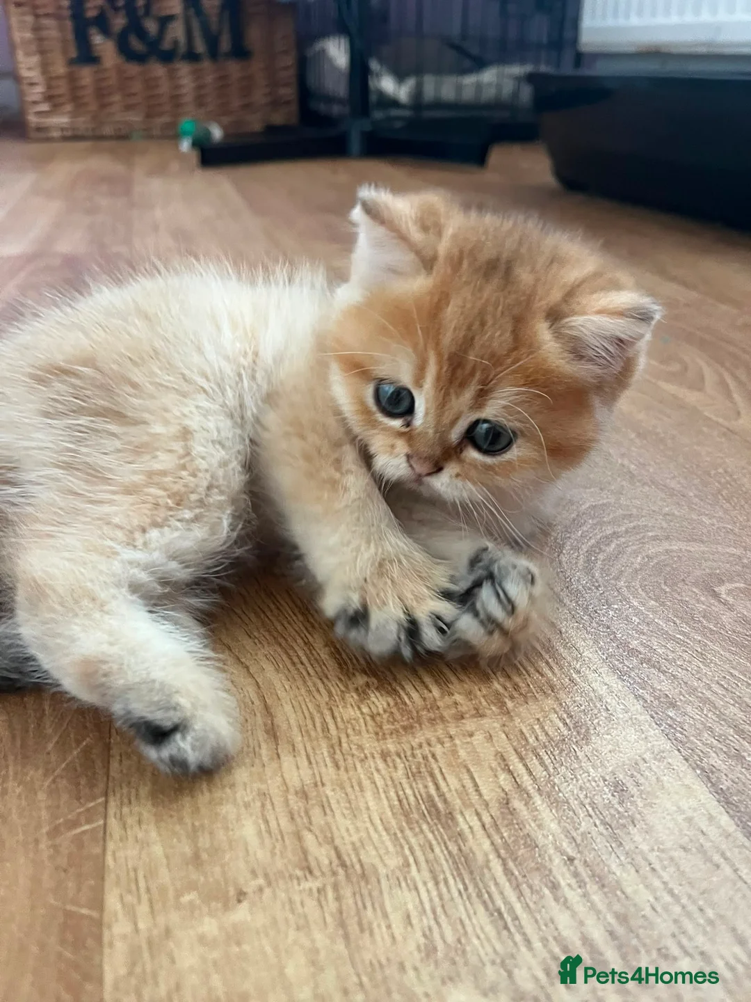 British Longhair cats for sale: Registered British longhair boy - ready now - Advert 2