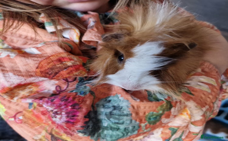 Guinea Pig rodents - Advert 8