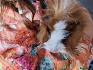 Guinea Pig rodents - Advert 11