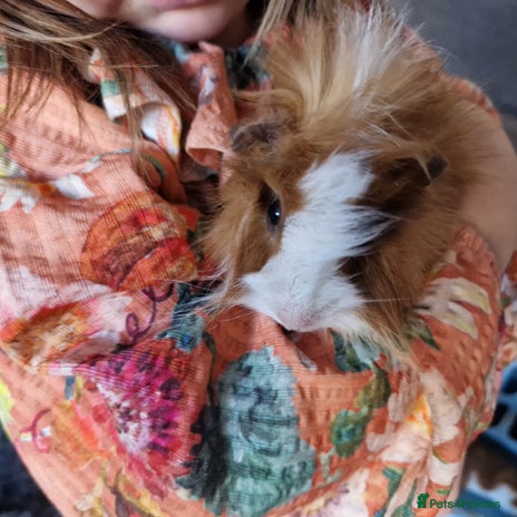 Guinea Pig rodents - Advert 16
