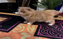 Persian cats for sale: Beautiful red/white pedigree Persian male kitten - Image 11