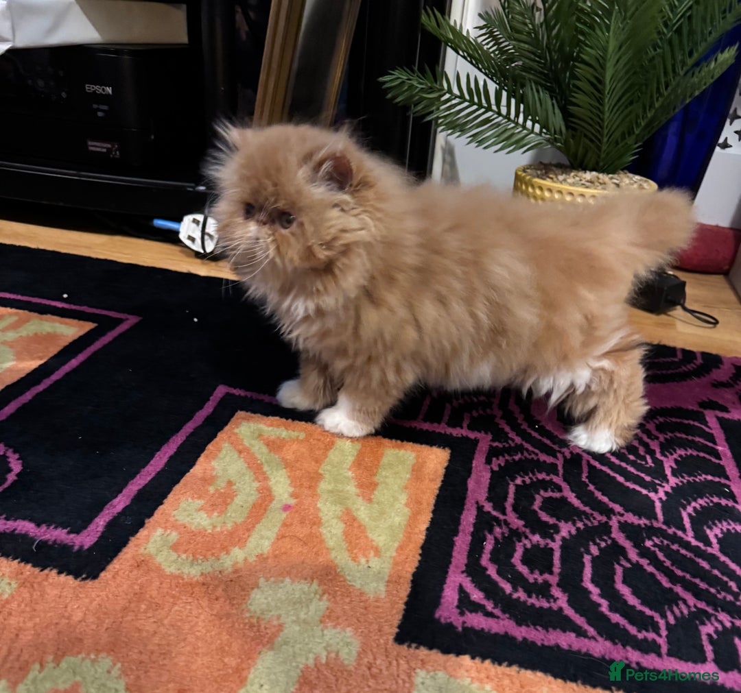 Persian cats for sale: Beautiful red/white pedigree Persian male kitten - Image 11