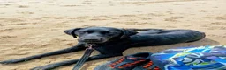 Labrador Retriever dogs for sale: Black Labrador age 3 - Advert 3