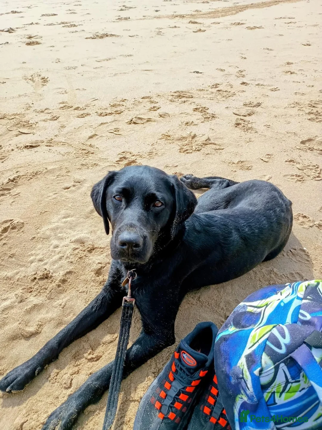 Labrador Retriever dogs for sale: Black Labrador age 3 - Advert 3