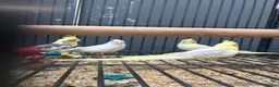 Cockatiels birds for sale: Stunning Various Young Cockatiels - Advert 1