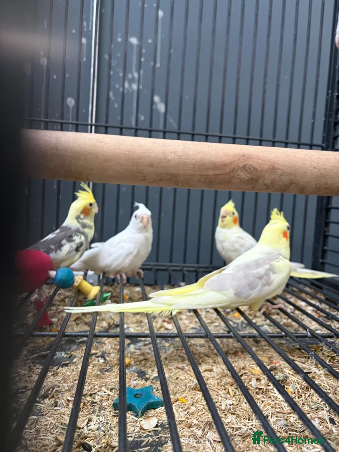 Cockatiels birds for sale: Stunning Various Young Cockatiels - Advert 1