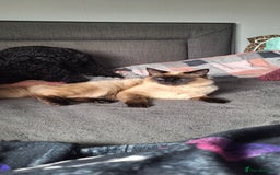Ragdoll cats for sale: Ragdoll x Norwegian Forest x DHC - Image 20