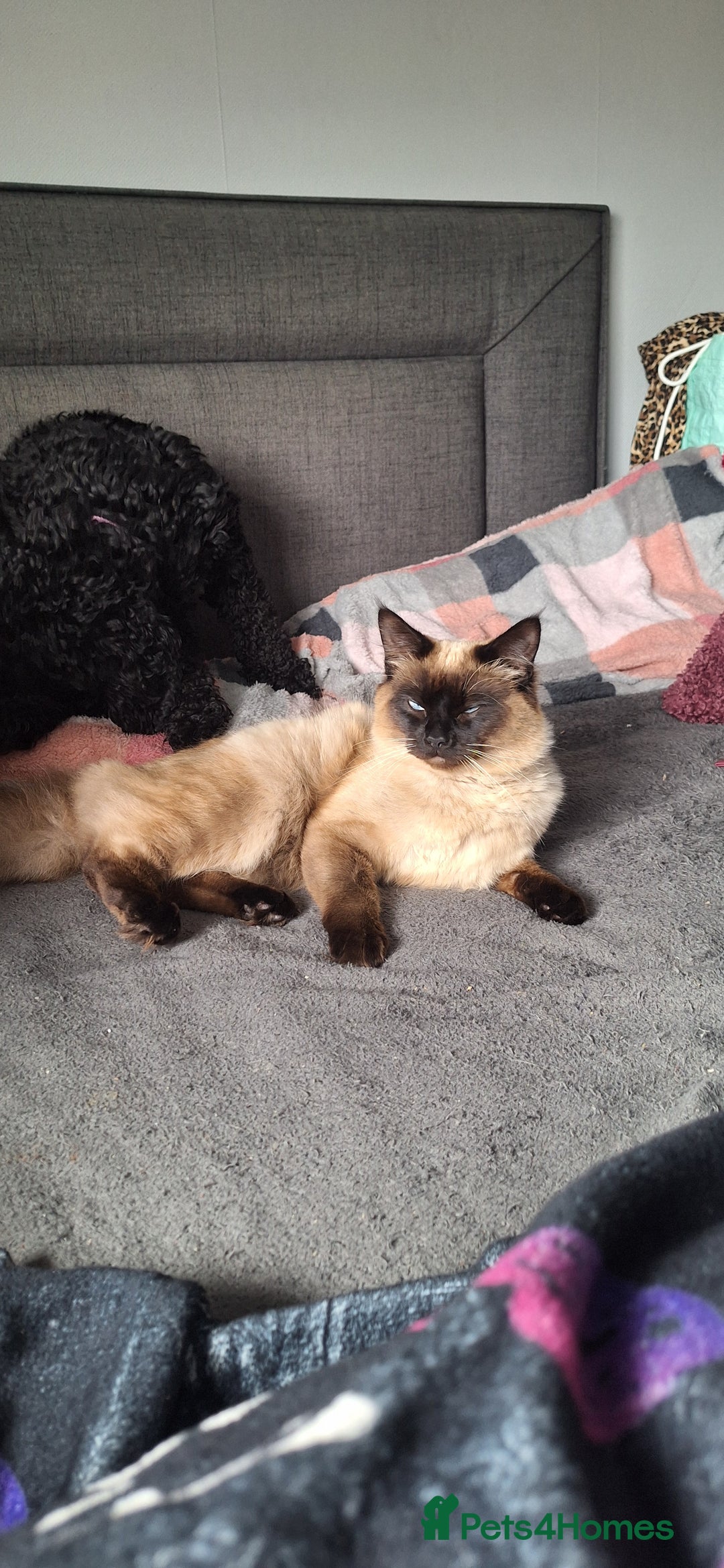 Ragdoll cats for sale: Ragdoll x Norwegian Forest x DHC - Image 20