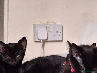 Mixed Breed cats - Advert 1