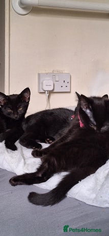 Mixed Breed cats - Advert 3