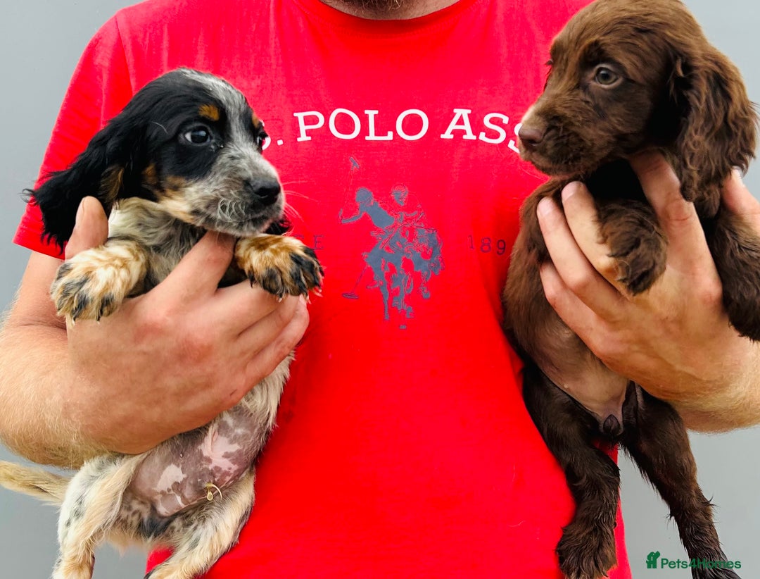 Cocker Spaniel dogs for sale: Beautiful litter of cocker spaniels - Image 3