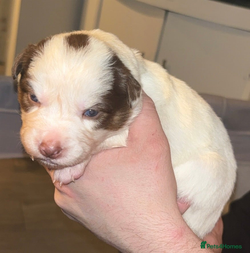 Border Collie dogs Border collie pups - Advert 3