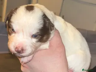 Border Collie dogs Border collie pups - Advert 3