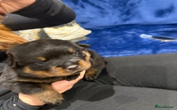 Rottweiler dogs for sale: Rottweiler puppies  - Image 3