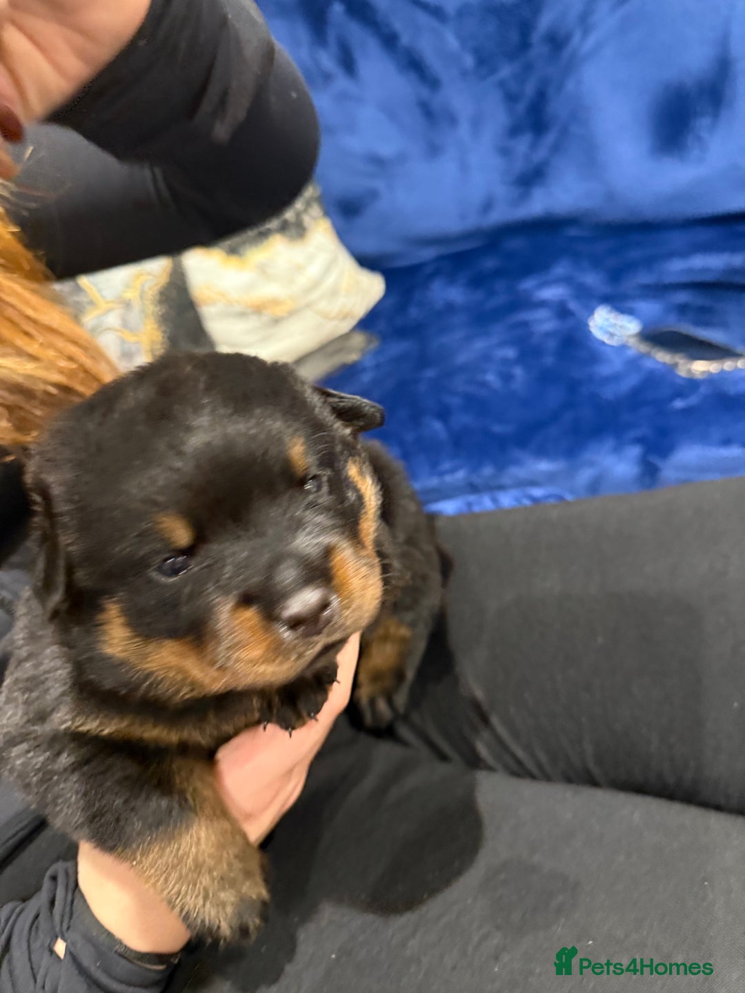 Rottweiler dogs for sale: Rottweiler puppies  - Image 3