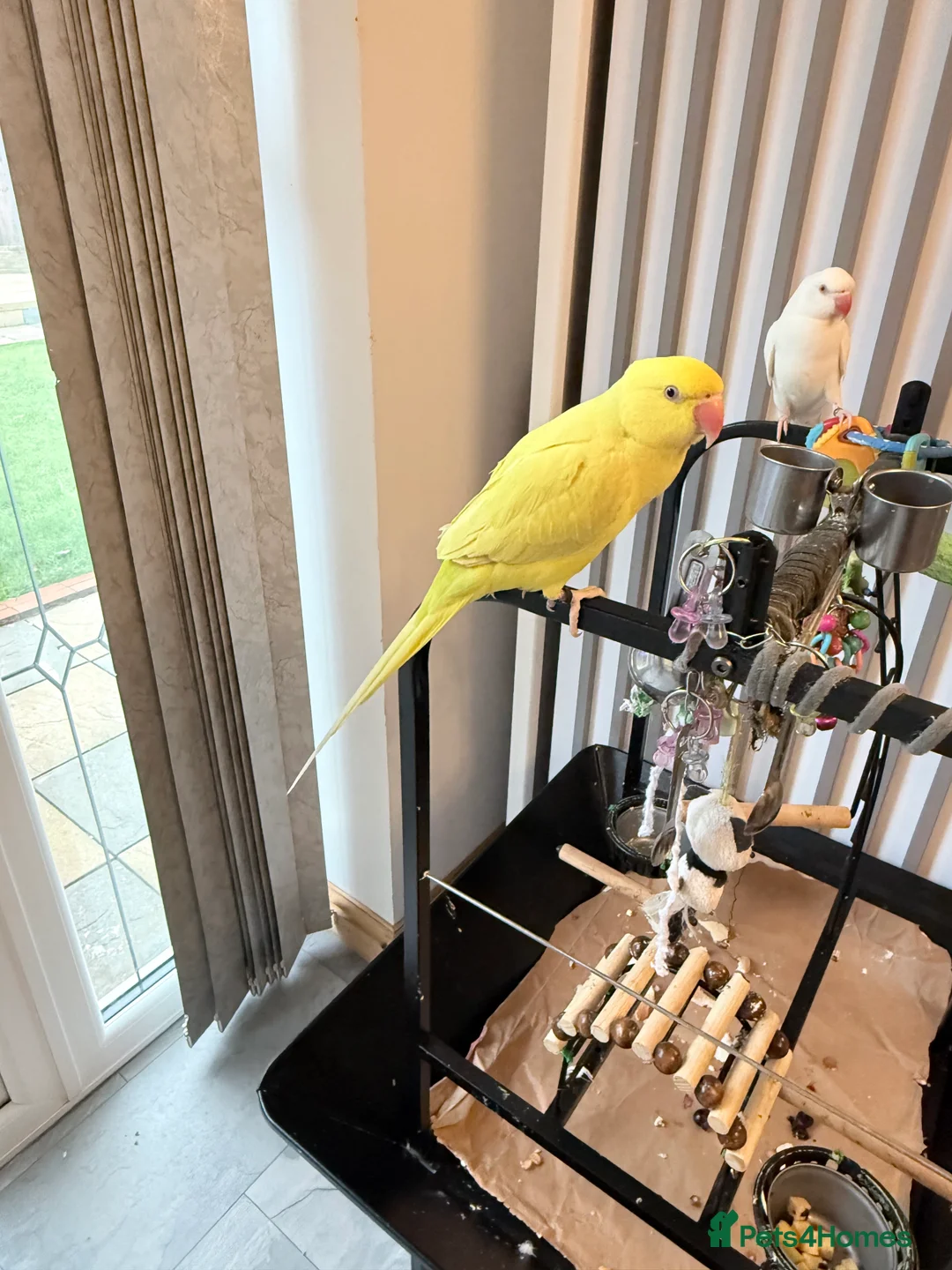 Ringnecks birds for sale: Beautiful Indian ringnecks rare albino & yellow  - Advert 6
