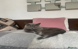 British Shorthair cats for sale: GCCF champion bloodline BSH blue kittens.  - Image 10